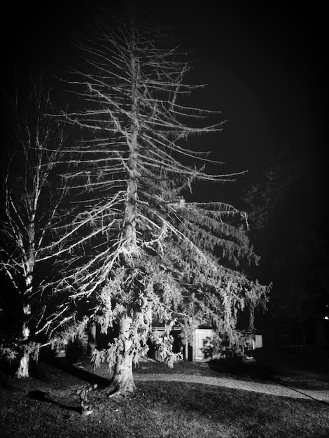 An eerie, old cemetery at night, with twisted trees and overgrown tombstones. A faint mist drifts through the air, creating a spooky and mysterious atmosphere.