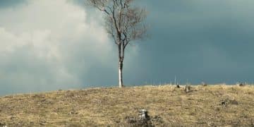 Eco-criticism in American Literature: Analyzing Recent Environmental Novels - Cover Image